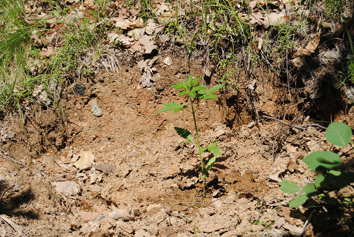 Првите ’ркулци од растението канабис на една чистинка во шума во северна Албанија / Фото: Елвис Наболи