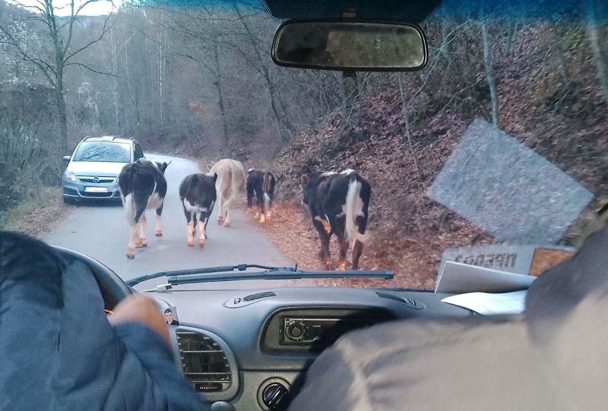 Фотографија од терен во Крива Паланка каде се гледаат крави сред пат