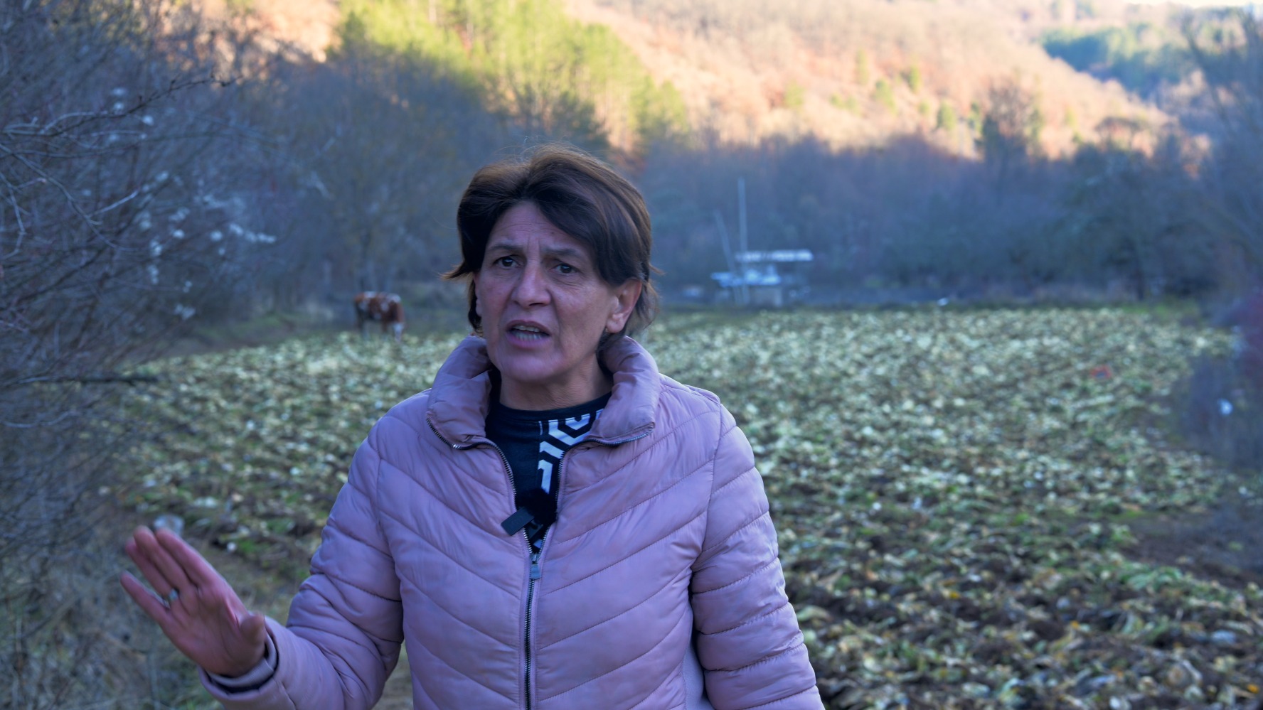 Фотографија од земјоделката Светлана Димитровска од Крива Паланка, во позади се гледа нејзината бавча со зелки кои се оштетени од кравите