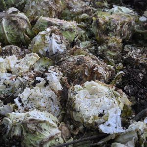 Фотографија на која се гледаат уништени зелки од крави во Крива Паланка 