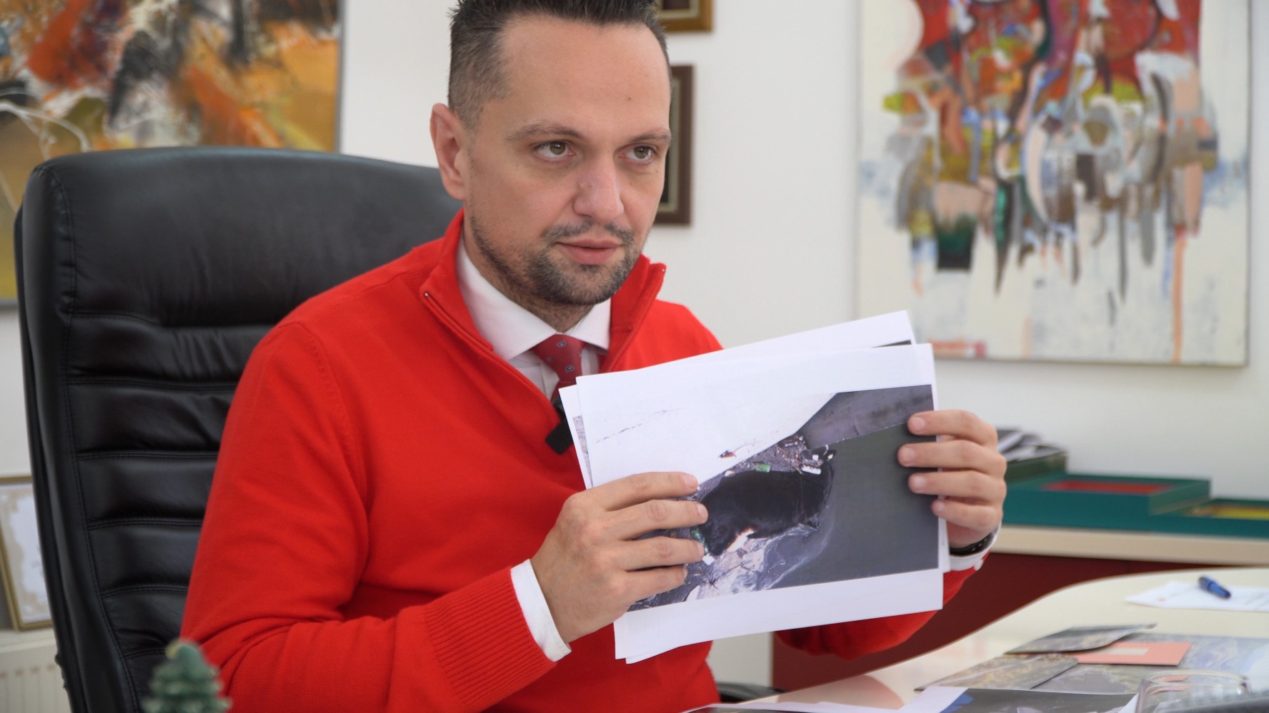 Фотографија од градоначалникот на Крива Паланка во неговата канцеларија додека покажува фотографии од кравите 