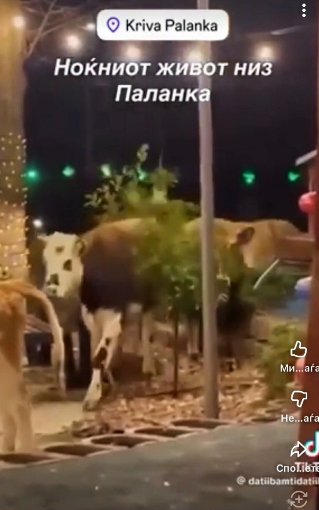 Скриншот од Тик-ток видео каде се гледаат крави на улиците во Крива Паланка. Стои текстот „Ноќниот живот низ Паланка“.
