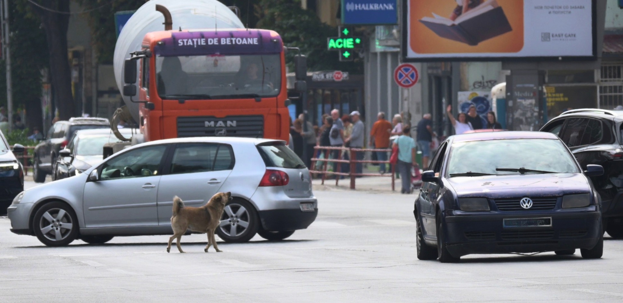 Фотографија на која се гледа куче на сред улица полна со автомобили и возила