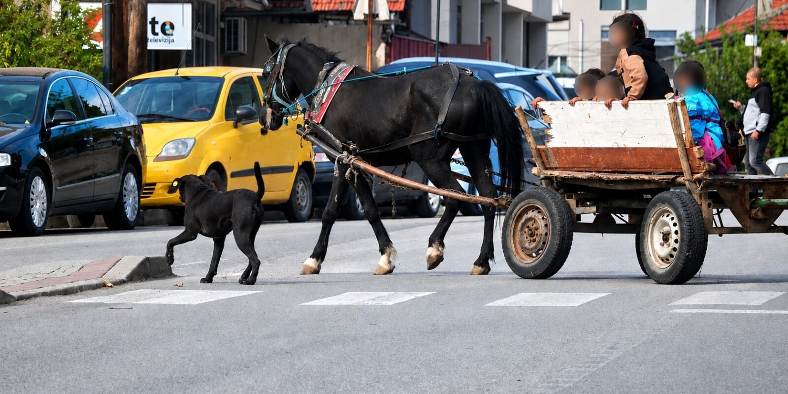 Фотографија од запрежна кола во Скопје со коњ | Фото: БИРН