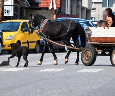 Фотографија од запрежна кола во Скопје со коњ | Фото: БИРН