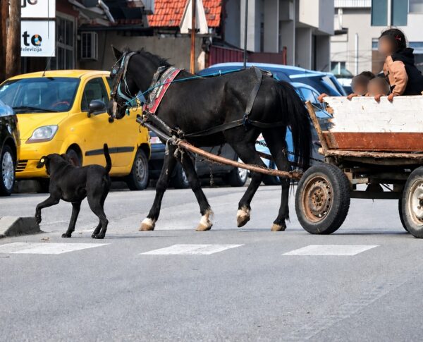 Фотографија од запрежна кола во Скопје со коњ | Фото: БИРН