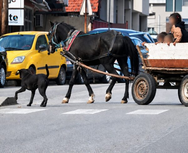 Фотографија од запрежна кола во Скопје со коњ | Фото: БИРН
