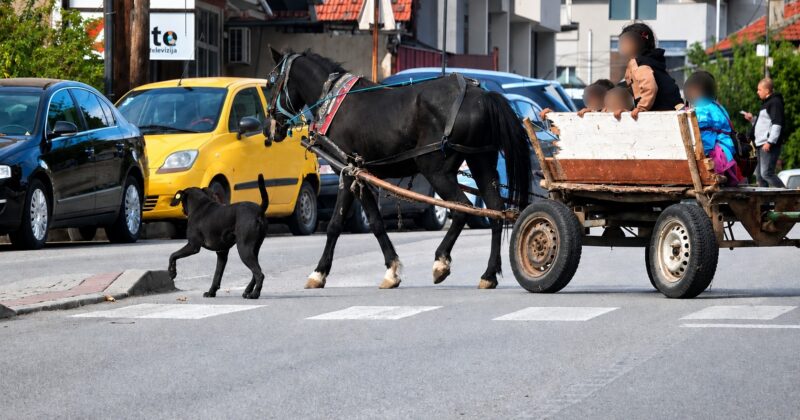 Фотографија од запрежна кола во Скопје со коњ | Фото: БИРН